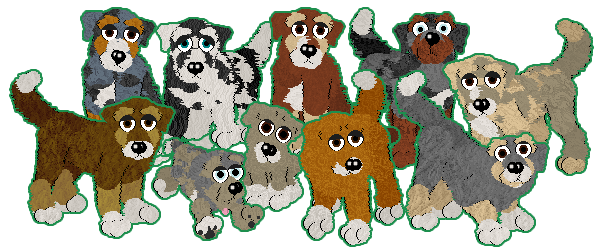 Spellbound Labradoodle