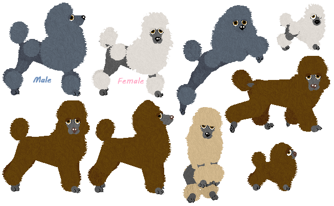 Mini Poodle